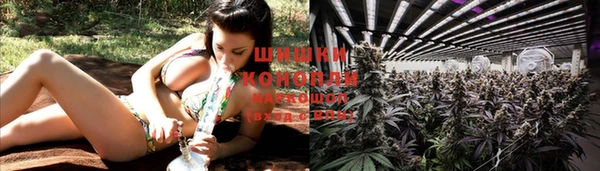 прущие грибы Майский