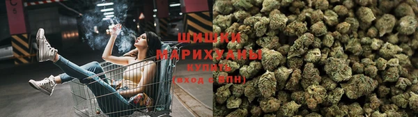 прущие грибы Майский